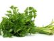 Picture of CORIANDER X-LARGE