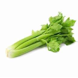 Picture of CELERY