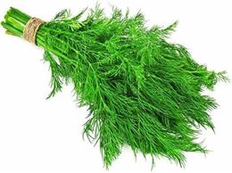 Picture of DILL HERB