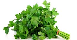 Picture of PARSLEY EUROPEAN