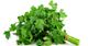 Picture of PARSLEY EUROPEAN