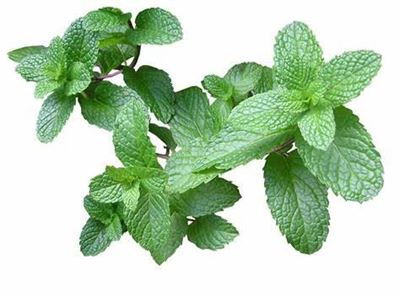 Picture of MINT HERB