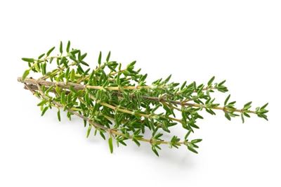 Picture of THYME