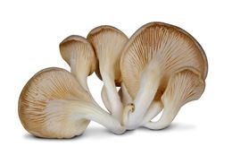 Picture of OYSTER MUSHROOM 400G